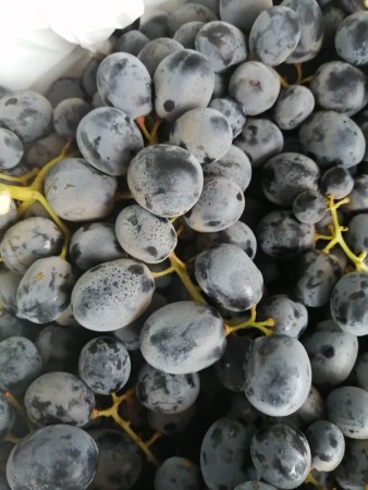 USA Black Grapes  ($15/kg)
