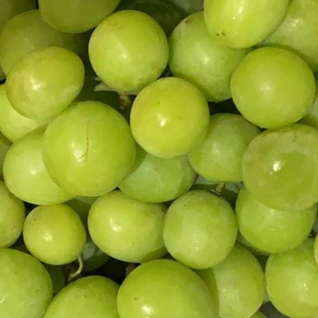 USA Green Grapes AutumnCrisp ($18/kg)