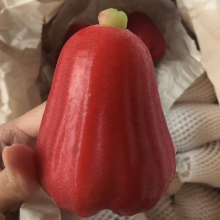 Jumbu (Rose Apple) - $10/kg