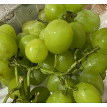 South African Green Grapes ($8.50/1kg)