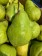 Argentina Green Pear - $4/5pcs